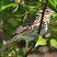 Rose-breasted Grosbeak